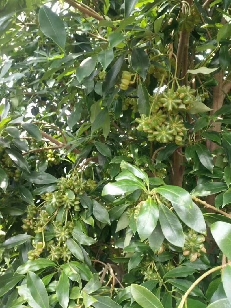 优质嫁接八角树杯苗罗马品种