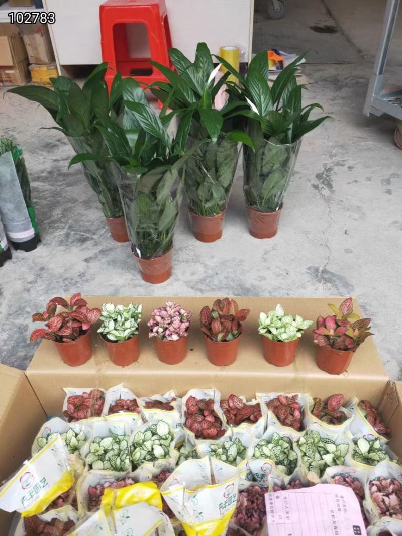 网纹草盆栽盆景嫣红蔓基地直销3.5元，可单色出