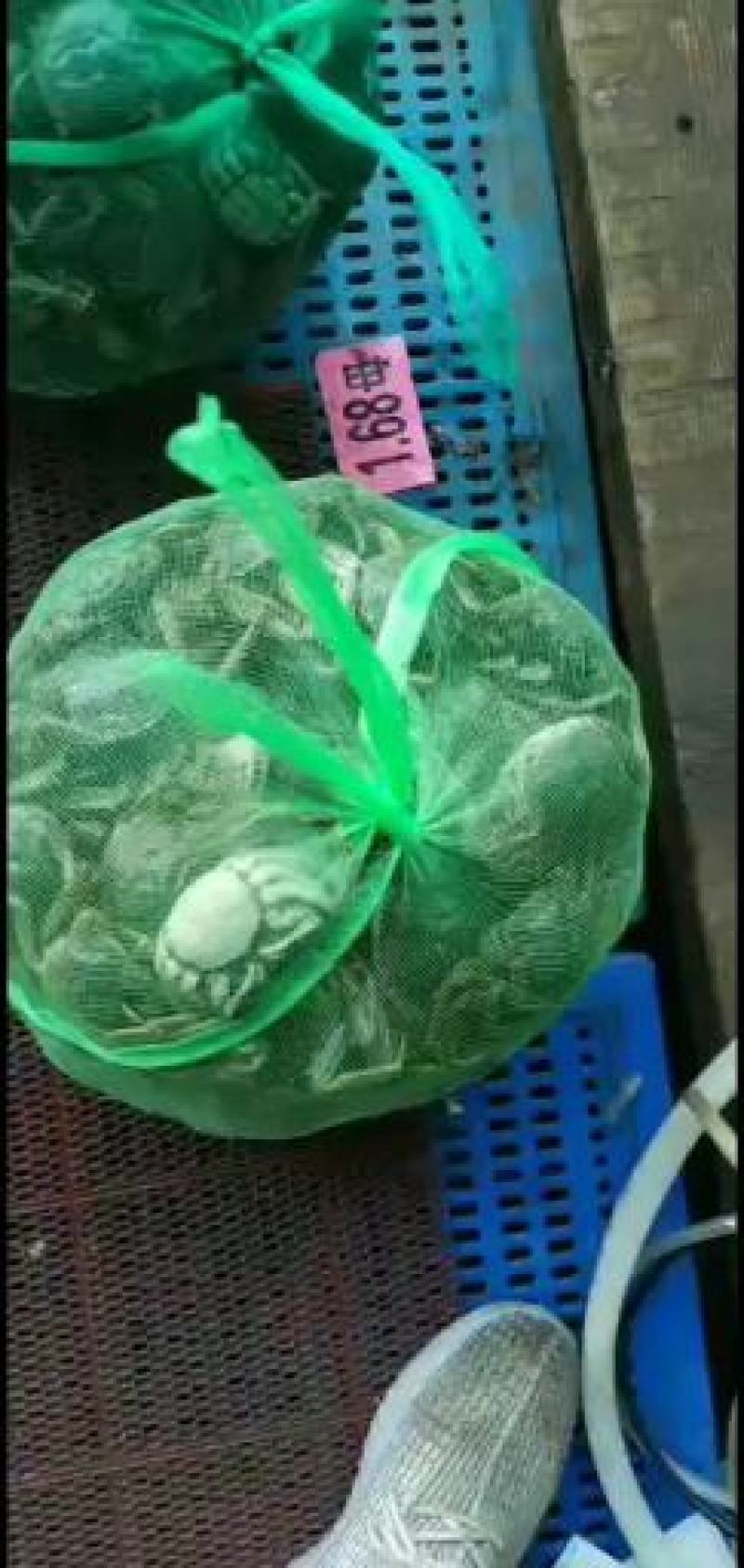 阳澄湖大闸蟹长期供应品质好...有防伪标志需要联系