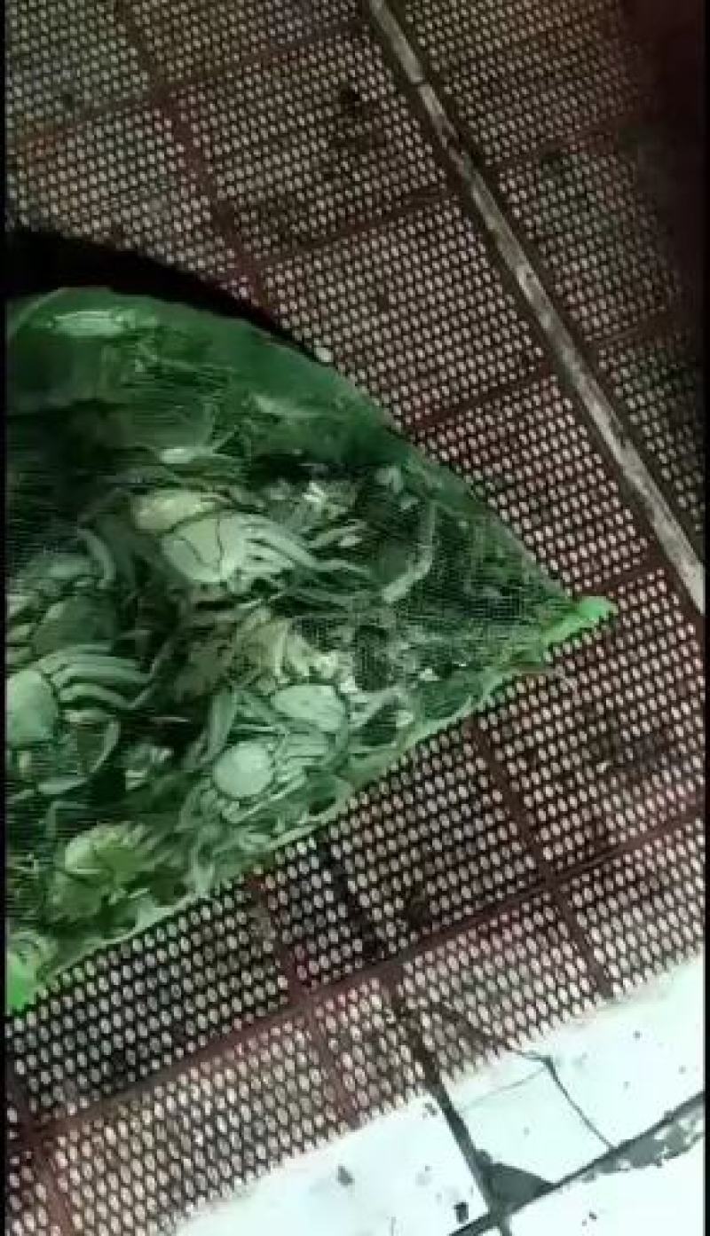 阳澄湖大闸蟹长期供应品质好...有防伪标志需要联系