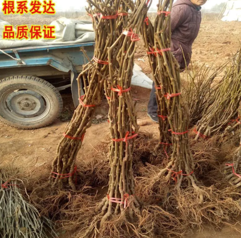 猕猴桃苗红阳徐香瑞香长期技术指导死苗补发包成活