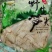 大山鲜嫩楠竹笋丝，适用：炒下火锅沌排骨都脚
