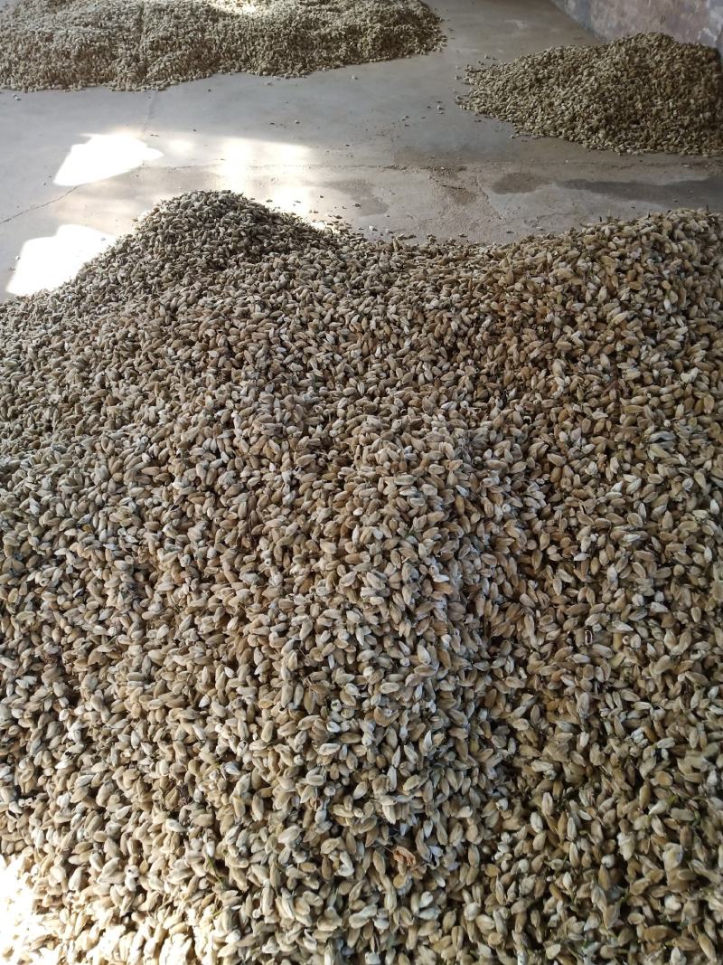辛夷花价格电议辛夷桃木兰花支持批发调料