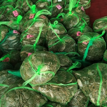 阳澄湖大闸蟹长期供应品质好...有防伪标志需要联系