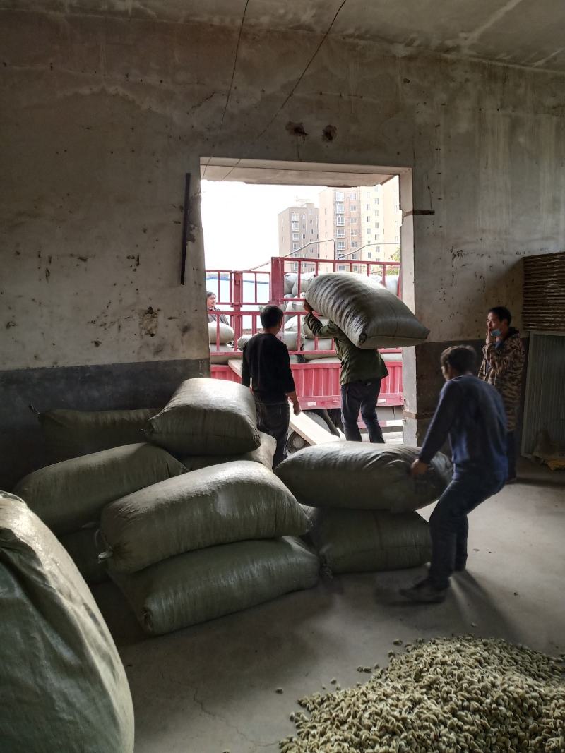 2023年辛夷花价格电议中药材产地直供小花手选货
