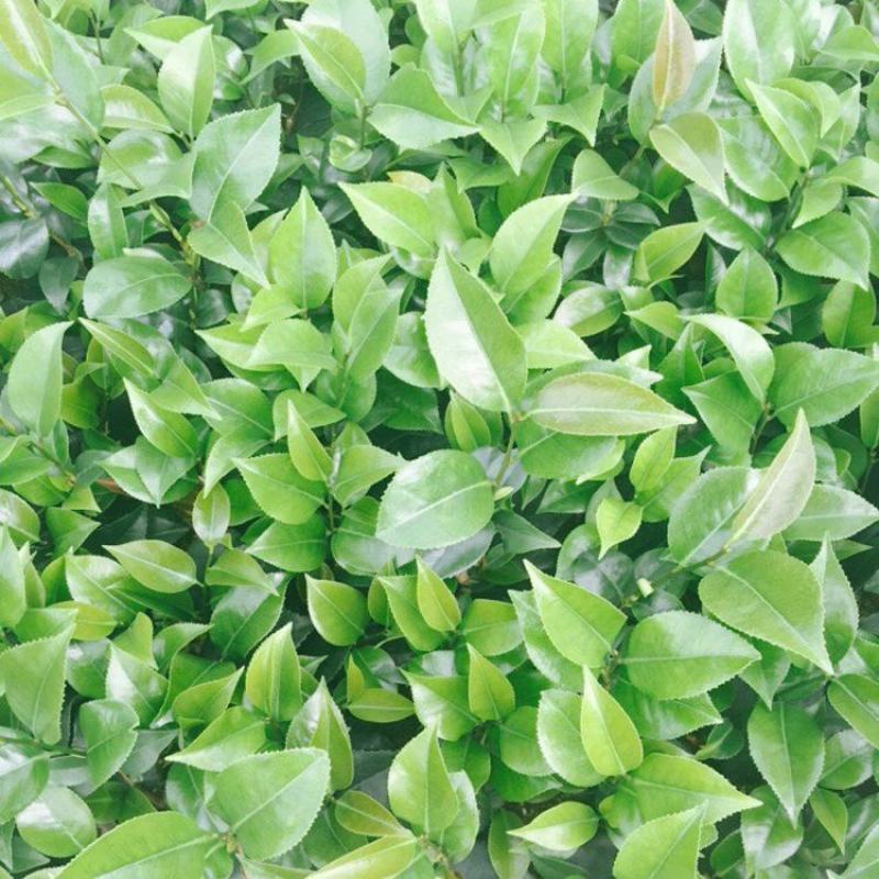 茶花苗红色赤丹香妃五色赤丹克瑞墨包邮