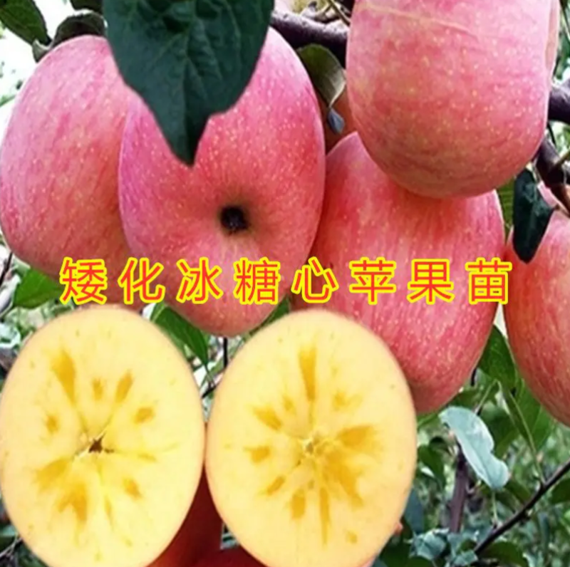 苹果树苗盆栽苹果盆栽矮化冰糖心苹果苗矮化苹果苗南北方种植