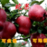 苹果树苗盆栽苹果盆栽矮化冰糖心苹果苗矮化苹果苗南北方种植