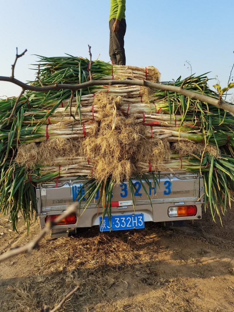 合阳大白葱有货有人要的话联系