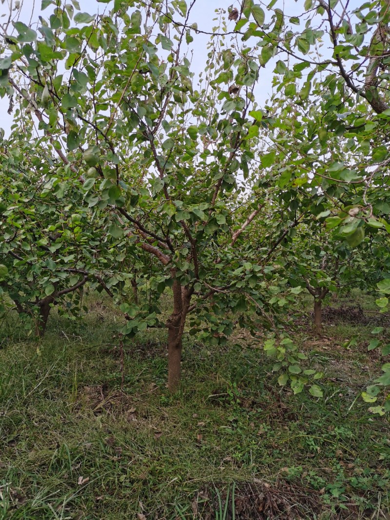 绿化工程用精品大杏树处理，三百多棵。质量如图，欢迎来电咨