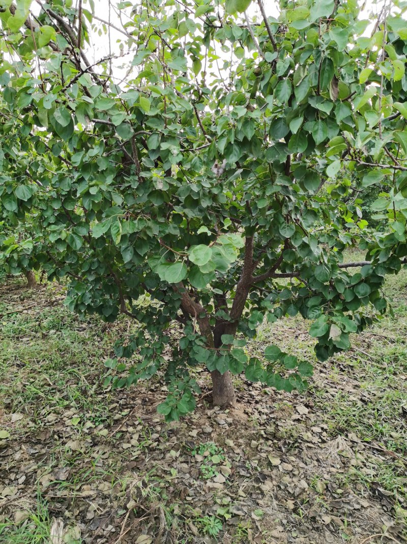 绿化工程用精品大杏树处理，三百多棵。质量如图，欢迎来电咨