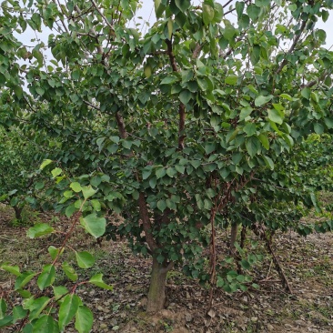 绿化工程用精品大杏树处理，三百多棵。质量如图，欢迎来电咨