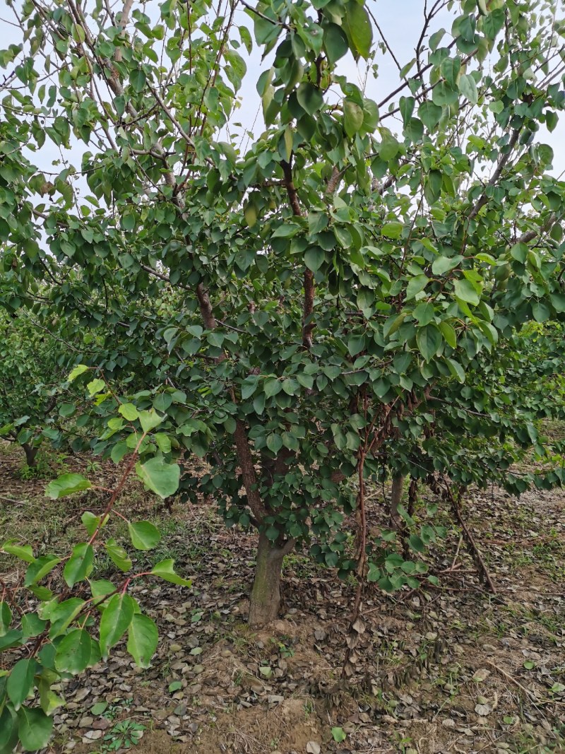 绿化工程用精品大杏树处理，三百多棵。质量如图，欢迎来电咨