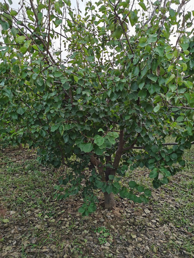 绿化工程用精品大杏树处理，三百多棵。质量如图，欢迎来电咨
