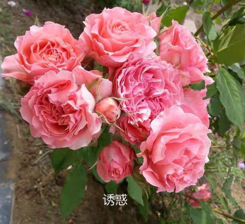 进口欧月小苗批发零售基地现发欢迎选购