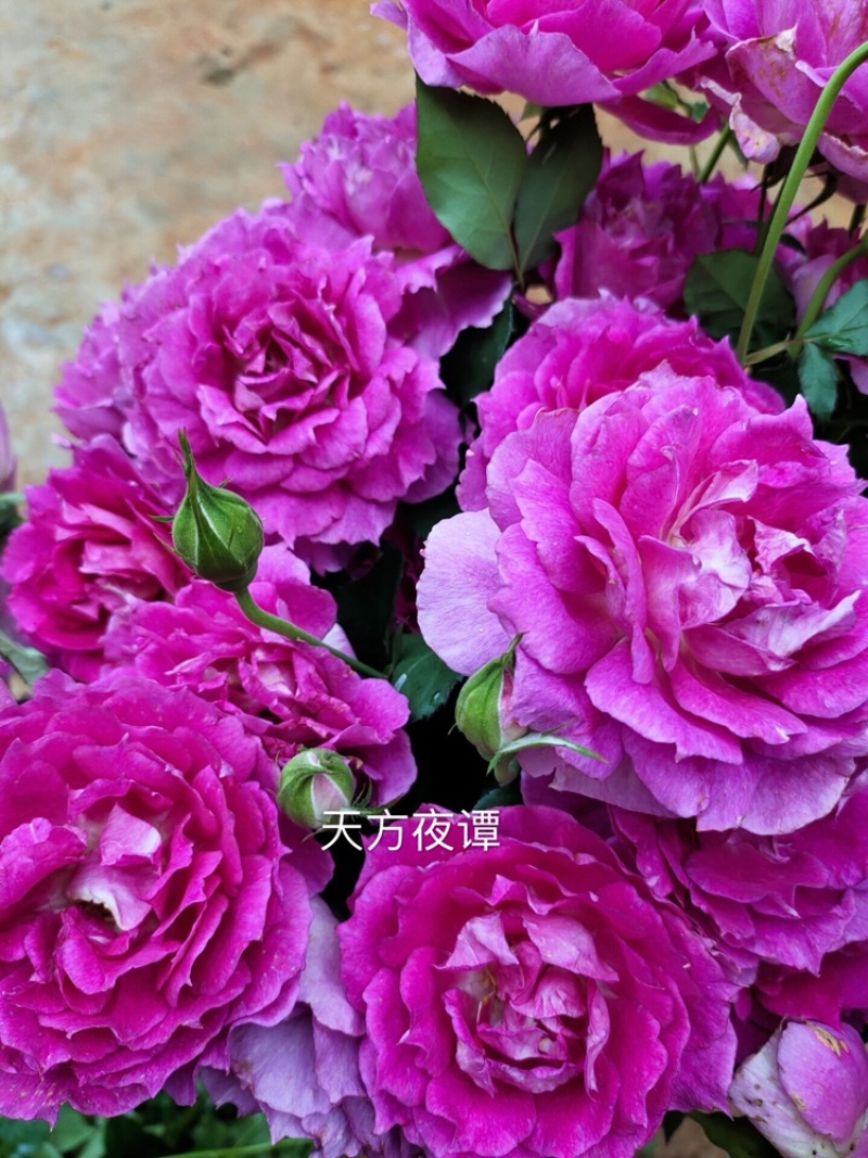 进口欧月小苗批发零售基地现发欢迎选购