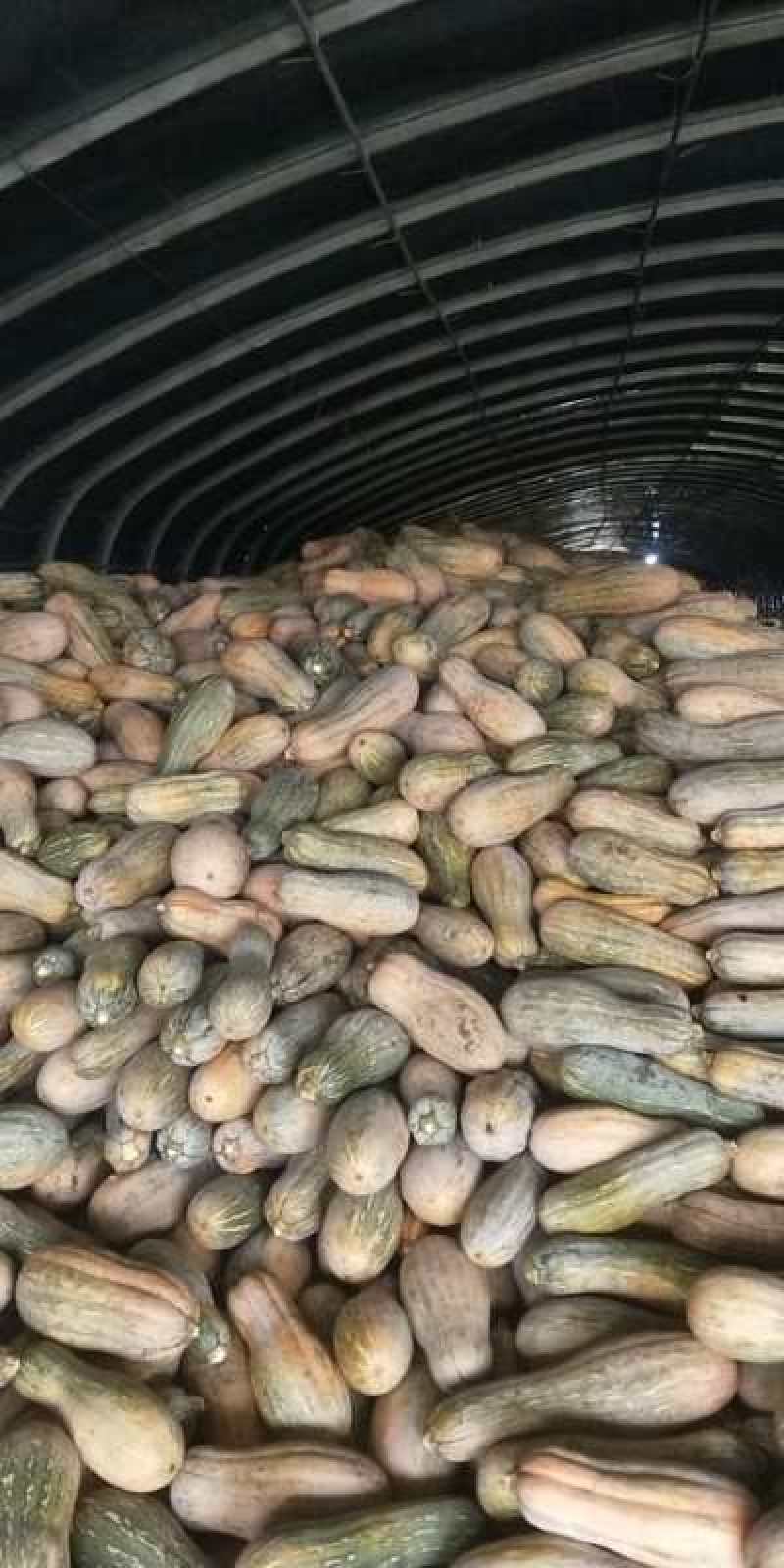养殖用南瓜，次品南瓜，加工厂全黄南瓜，全年供应