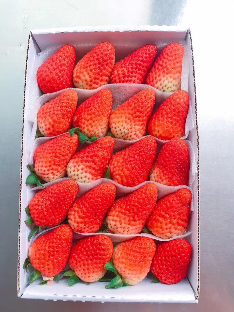 双流草莓夏季草莓蒙特瑞烘培用蛋糕用糖葫芦用