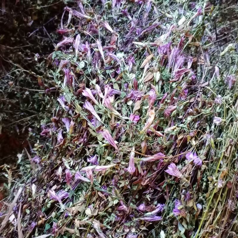 龙胆草，新货批发，紫花红花切断没切均有货一手货源欢迎订购