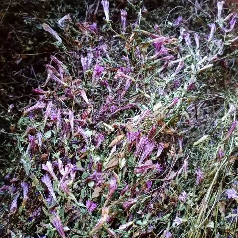 龙胆草，新货批发，紫花红花切断没切均有货一手货源欢迎订购