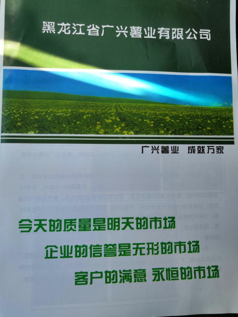 土豆种子荷兰十五脱毒种薯抗病高产销售全国各地。