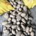 土豆种子荷兰十五脱毒种薯抗病高产销售全国各地。