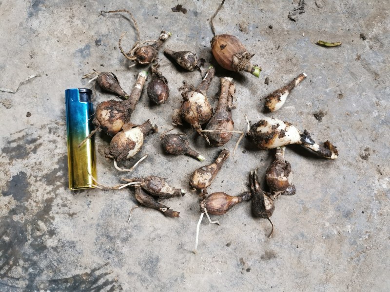 石蒜，石蒜种球，彼岸花，基地直供，量大从优，欢迎选购