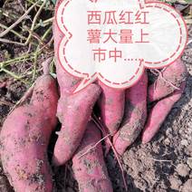 遂平县大牛蔬菜产业园西瓜红红薯