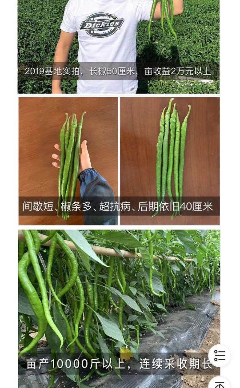 茂华天椒61抗病性强，一代杂交品种基地专用品种