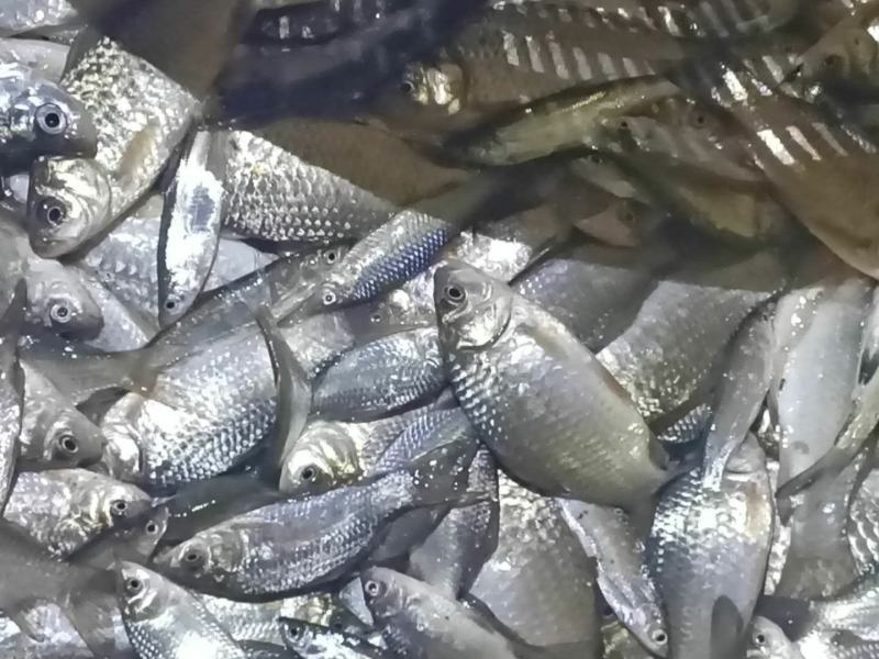 鲫鱼！食用鲫鱼，纯河道鲫鱼！河里的美味！