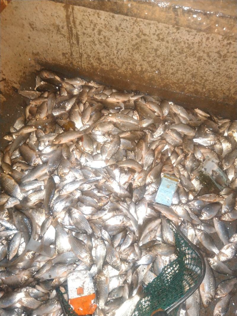 鲫鱼！食用鲫鱼，纯河道鲫鱼！河里的美味！