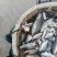 鲫鱼！食用鲫鱼，纯河道鲫鱼！河里的美味！