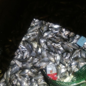 鲫鱼！食用鲫鱼，纯河道鲫鱼！河里的美味！