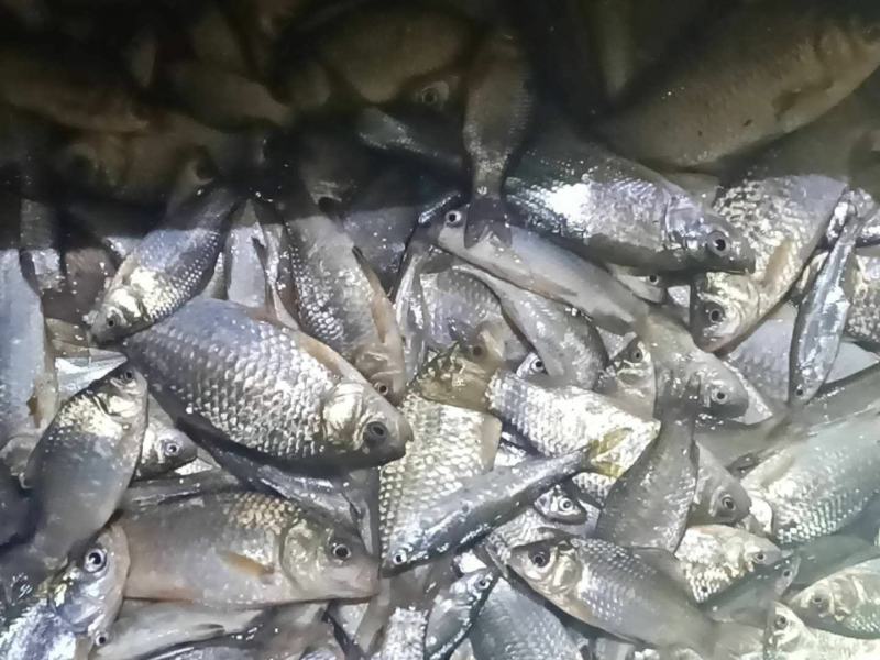 鲫鱼！食用鲫鱼，纯河道鲫鱼！河里的美味！