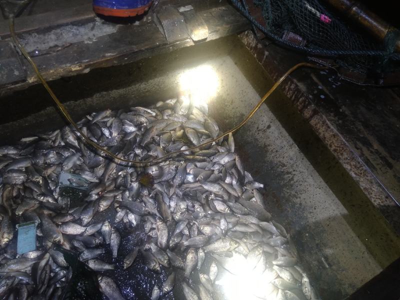 鲫鱼！食用鲫鱼，纯河道鲫鱼！河里的美味！