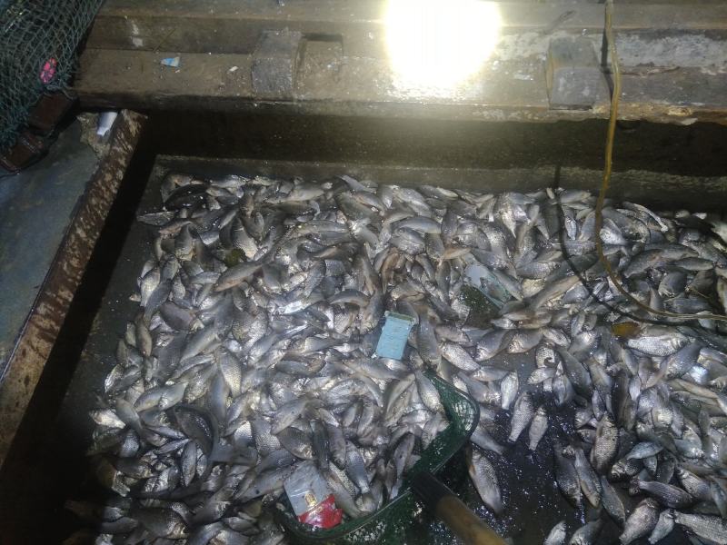 鲫鱼！食用鲫鱼，纯河道鲫鱼！河里的美味！