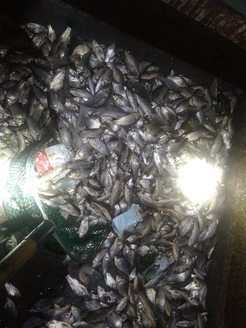 鲫鱼！食用鲫鱼，纯河道鲫鱼！河里的美味！