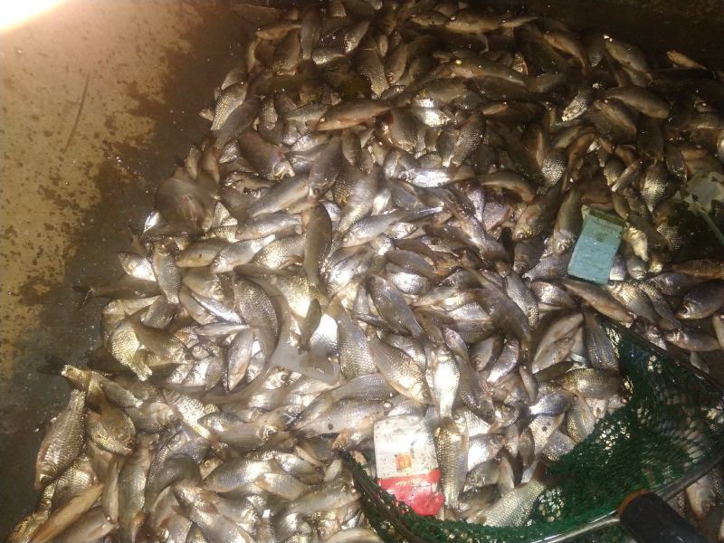 鲫鱼！食用鲫鱼，纯河道鲫鱼！河里的美味！