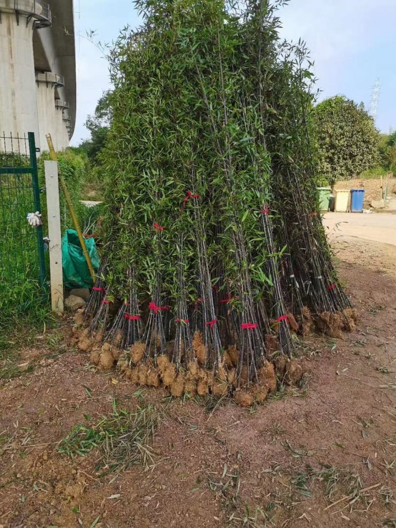 紫竹紫竹苗批发供应紫竹苗紫竹苗基地