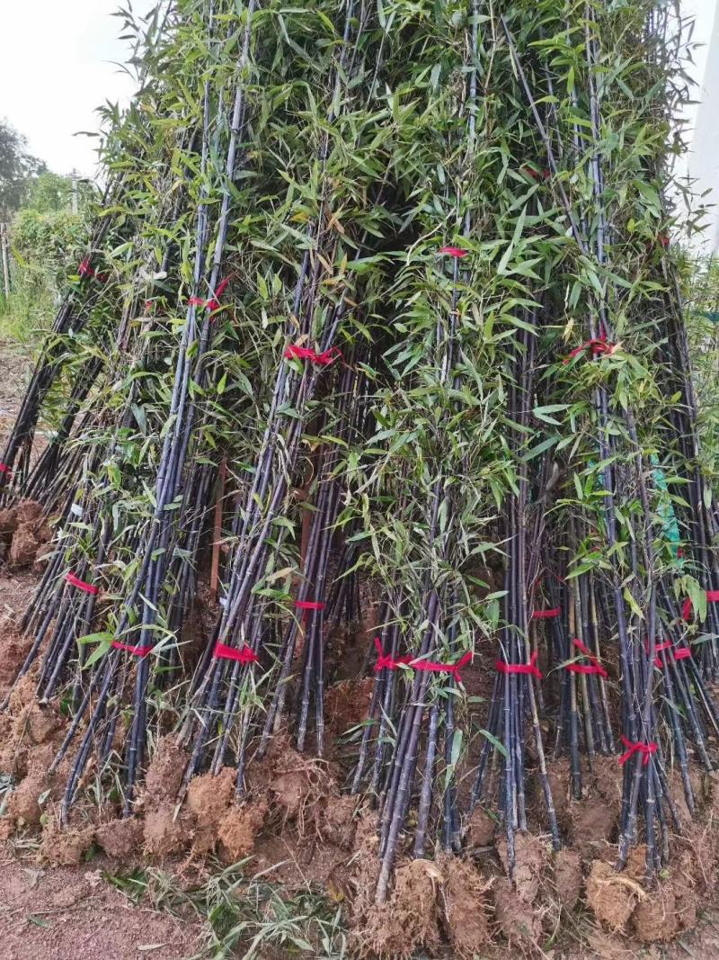 紫竹紫竹苗批发供应紫竹苗紫竹苗基地