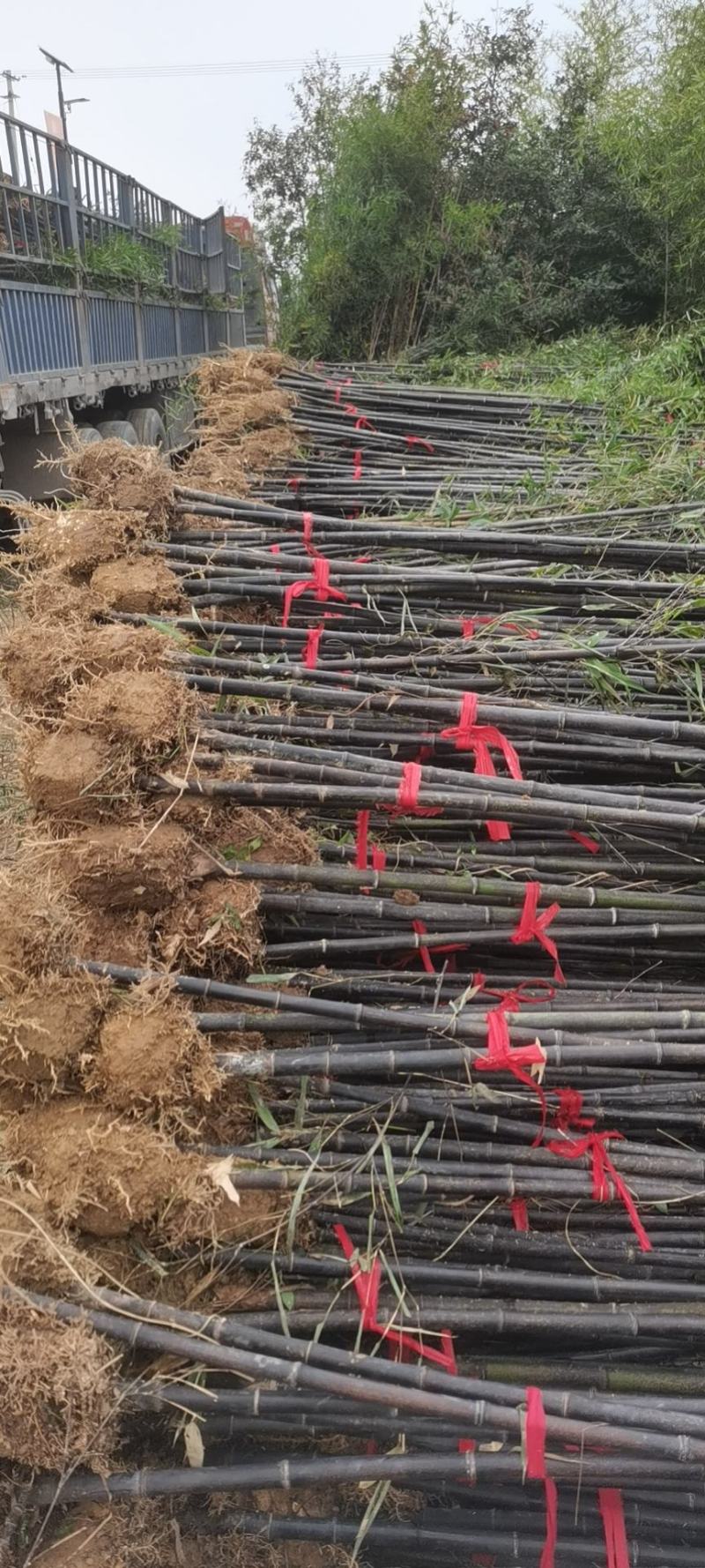 紫竹紫竹苗批发供应紫竹苗紫竹苗基地
