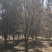 【荐】红叶李，紫叶李产地，李子树基地直供，价格优惠，可视频