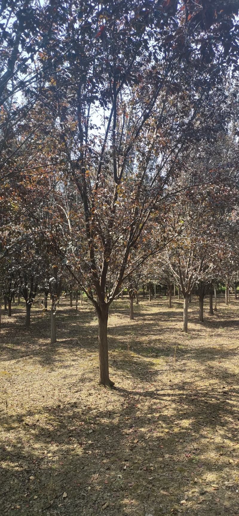 【荐】红叶李，紫叶李产地，李子树基地直供，价格优惠，可视频