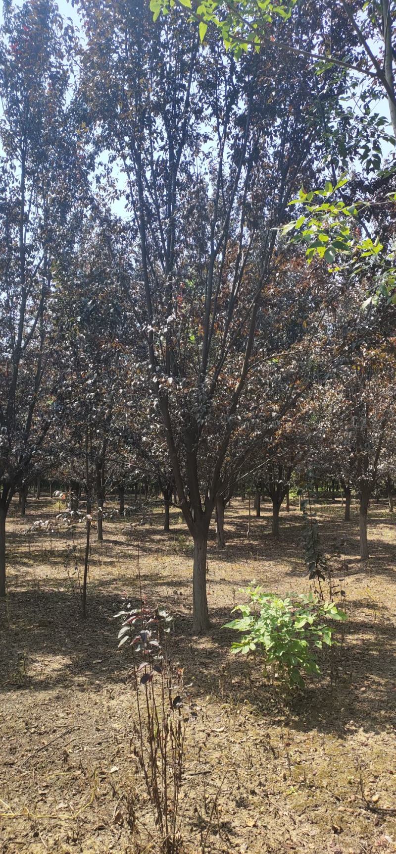 【荐】红叶李，紫叶李产地，李子树基地直供，价格优惠，可视频