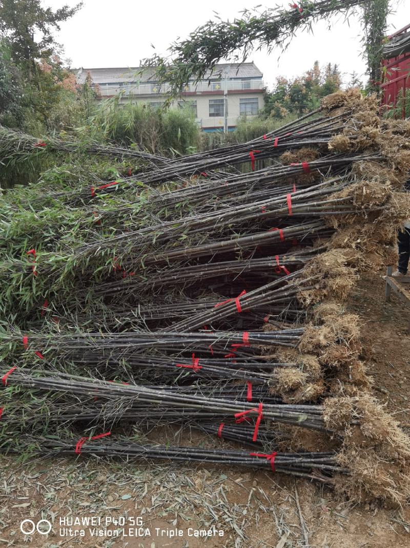 紫竹紫竹苗批发供应紫竹苗紫竹苗基地