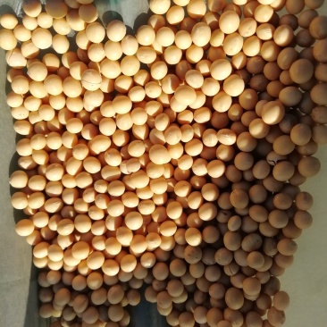 黑龙江塔选高蛋白大豆农家自种大豆生豆芽打豆浆