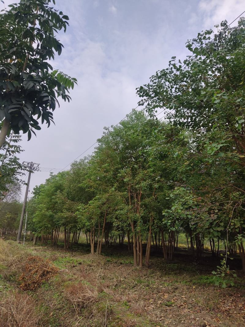 各规格的丛生乌桕出售