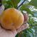 日本甜柿子次郎脆甜柿子树上脱涩口感脆甜支持落地配一件代发