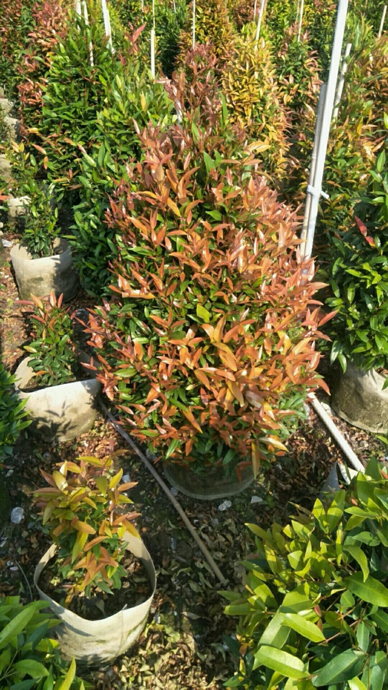 一手货源基地直供，可视频看货，红车
