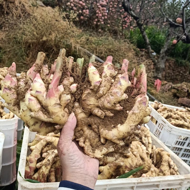 【优选生姜】生姜种植地批发老姜黄姜一手货源